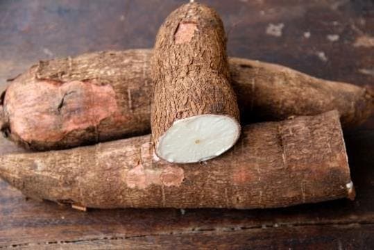 Raíces de yuca y almidón en polvo